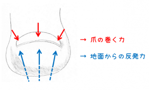 爪が巻かない為の説明図